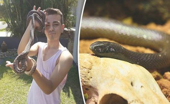 شاهد .. شاب بين الحياة والموت لدغه أخطر ثعبان فى العالم ( فيديو )