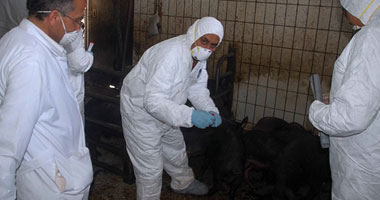 وفاة 5 أشخاص وإصابة 29 بأنفلونزا الخنازير