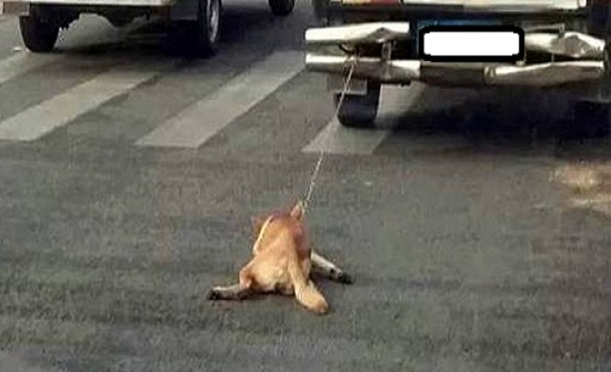 القبض على شخص جر كلب بمركبته في الزرقاء - فيديو