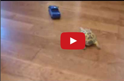 سلحفاة تمشي بأقصى سرعة لتتبع سيارة لعبة