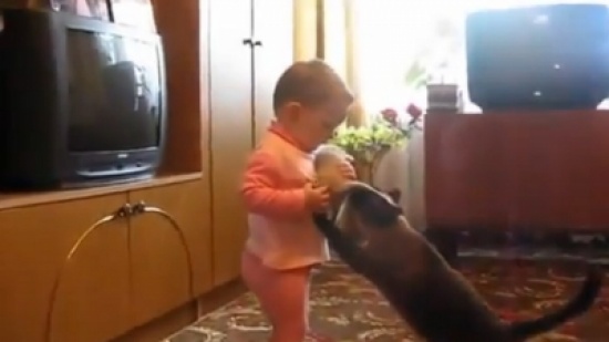 قطة تصارع طفلة على صغيرها !