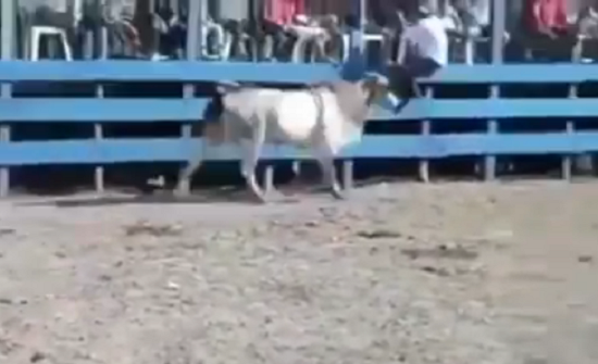 بالفيديو: ركلة قاسية من ثور تطيح برجل وتسقطه مصابا