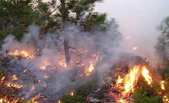 جرش : احتراق أشجار حرجية وأعشاب جافة  والدفاع المدني يتدخل