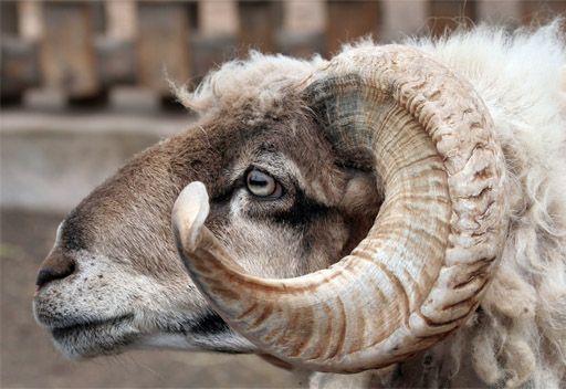 انتحار جندي مغربي لعجزه عن شراء أضحية العيد