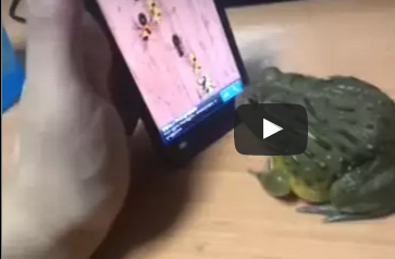 شاهد.. لقطات طريفة لضفدع يصطاد النمل من هاتف محمول