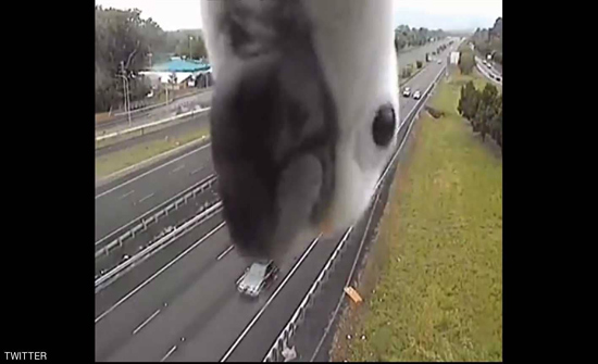 بالفيديو: ببغاء فضولي يتفحص "رادار الطريق" ...