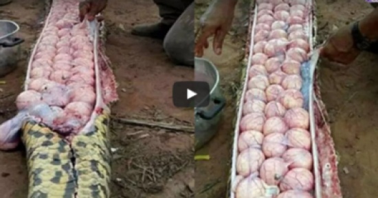 شاهد أغرب ما تم إيجاده داخل أجساد الحيوانات !