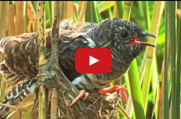 تعرف على الطائر «الأناني» !