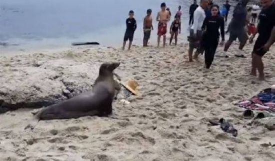 بالفيديو: أسد بحر غاضب يثير الذعر على أحد شواطئ كاليفورنيا