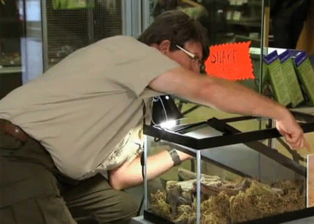 الثعبان والسيدة