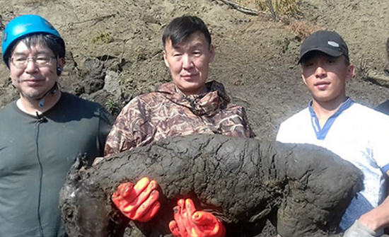 روسيا.. العثور على مهر عمره 40 ألف عام