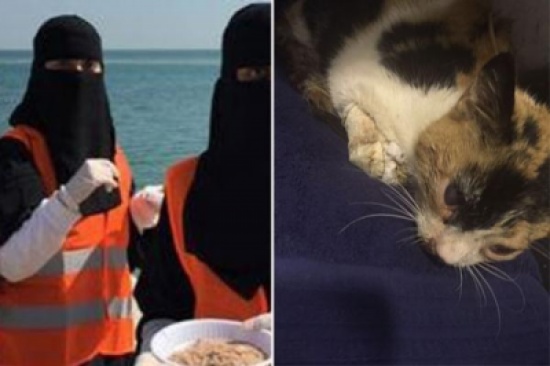 فتاة سعودية تُنقذ قطة مكفوفة دهستها مركبة