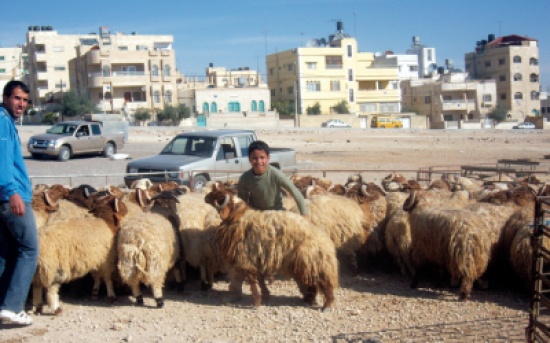 الزراعة تدعو مربي الاغنام لمراجعة مديرياتها لتثبيت ملكياتهم