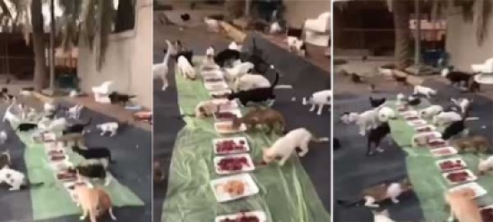 بالفيديو: وليمة للقطط على سفرة!