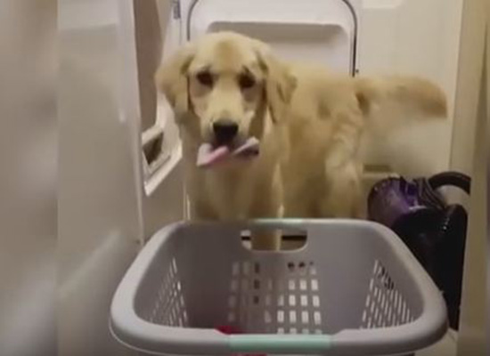 بالفيديو: كلبة وفية تساعد صاحبتها المريضة في أعمال المنزل