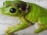 أسترالية تستعين بطائرة خاصة لتسعف ضفدعاً