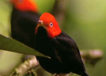 الطيور استعراضية