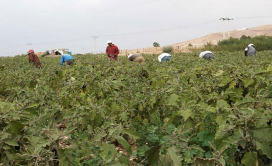 الكرك: القطاع الزراعي يثمن قرار الحكومة اعفاء مدخلات انتاجه من الضريبة الكرك: القطاع الزراعي يثمن قرار الحكومة اعفاء مدخلات انتاجه من الضريبة