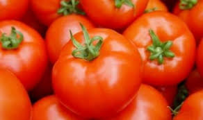 الزراعة توضح أسباب ارتفاع اسعار البندورة