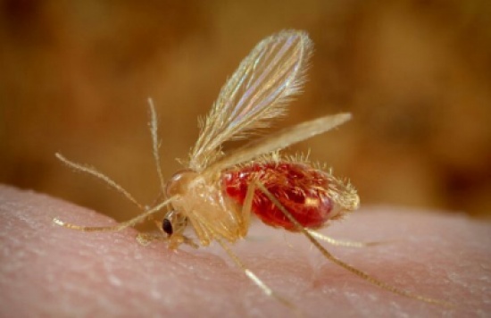 صحة الطفيلة: لم يتم تسجيل اي حالة لـ "اللشمانيا" خلال 2017