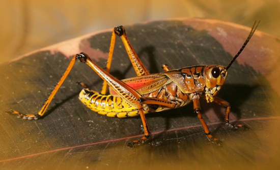 الزراعة: لا أسراب جديدة من الجراد