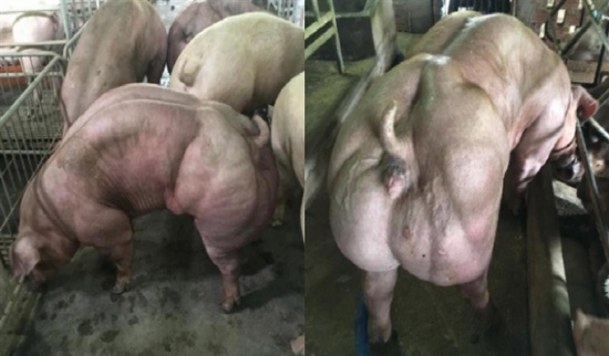 خنازير بعضلات ضخمة تثير رعب الجميع !!