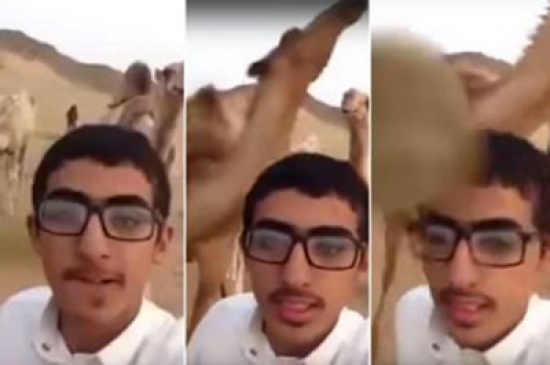 حاول التقاط سيلفي مع جمل