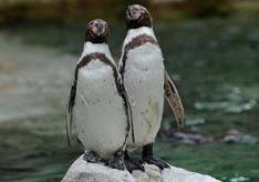 أنثى تدمّر "علاقة مثلية" استمرت لسنوات بين ذكري بطريق