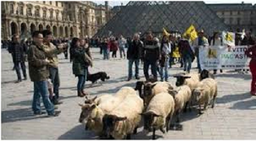 مظاهرة لقطيع من الخراف داخل قاعات "اللوفر" !