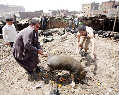 خنزير اسرائيلي يهاجم مزارع باكستاني على الحدود الاردنية .. وهلع بين زملائه خوفا من الانفلونزا