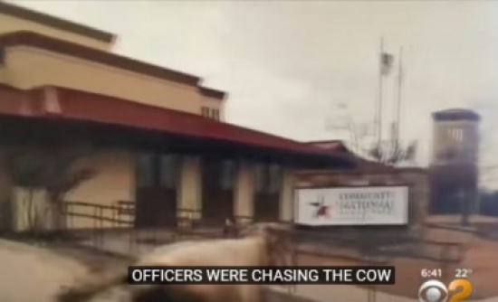شاهد: الشرطة الأمريكية تطارد بقرة لمدة ساعتين في ولاية تكساس