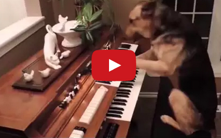 بالفيديو : كلب يعزف على البيانو