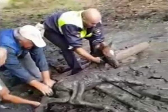 فيديو: مشهد إنساني لشرطي روسي ينتشل مُهرا من الطين!