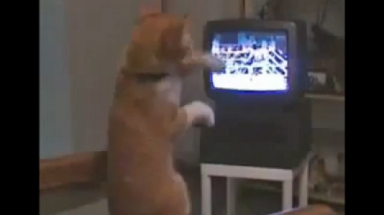 قط متحمس جدا للملاكمة