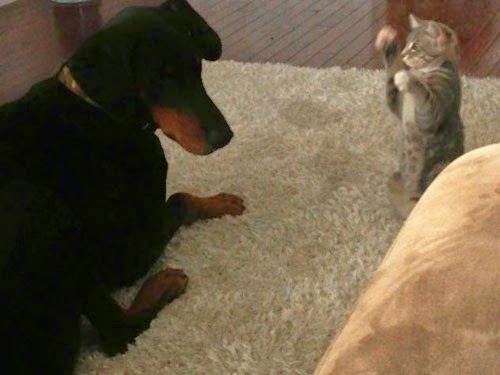 قطة صغيرة تتحدى كلب شرس