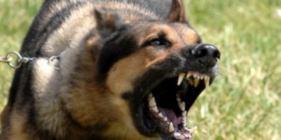 كلب يهاجم طفلاً في ساحة مستشفى بالشونة الشمالية