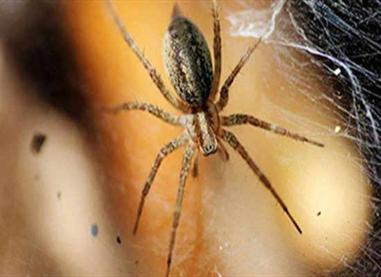 3 طرق طبيعيّة لطرد العناكب من المنزل