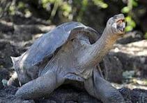 وأخيراً...أصيح ابا بعد تسعين عاما 