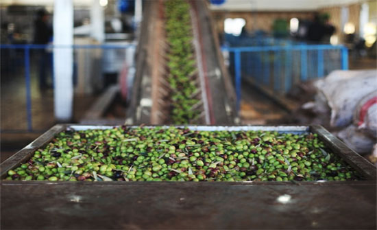 الاردن الرابع عربيا في انتاج الزيتون