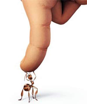 مقتل رجل مخمور على يد .. نملـة !