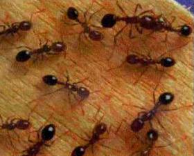 النمل أكثر عقلانية من البشر