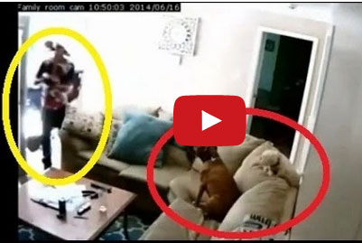 لصوص يسرقون المنزل وكلاب الحراسة يتفرجون