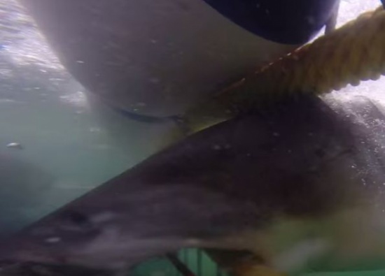 شاهد.. غطاس كاد أن يفقد ذراعه بعد تلقيه مفاجأة من قرش