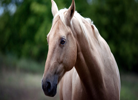 بالفيديو: امرأة تجلد حصانًا بعد عجزها عن ركوبه