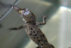 تمساح صغير يثير رعب ركاب طائرة مصرية