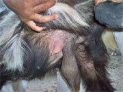 في الطفيلة .. التيس "عنتر" يدر حليبا !