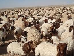 مربو الثروة الحيوانية في الجنوب يطالبون بتخفيض أسعار الاعلاف مربو الثروة الحيوانية في الجنوب يطالبون بتخفيض أسعار الاعلاف