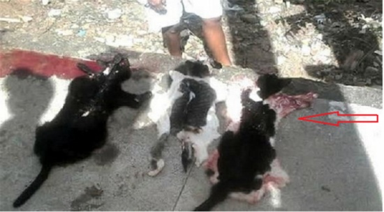 سجناء لم يحصلوا على حصصهم من اللحم .. هذا ما فعلوه بـ3 قطط!!