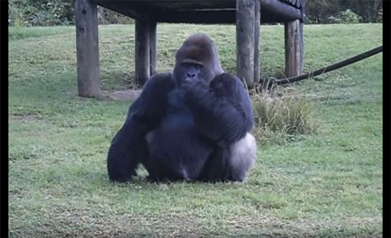 بالفيديو: غوريلا تطلب الطّعام من الزوار.. بلغة الإشارة!