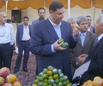مزارعون يطرحون المنجا الأردنية مقابل «الإسرائيلية» مزارعون يطرحون المنجا الأردنية مقابل «الإسرائيلية»